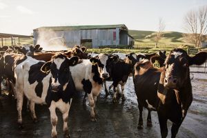Buoyant dairy sector adds cream to flat market