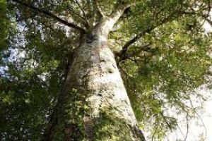 Kauri controversy overlooks property rights
