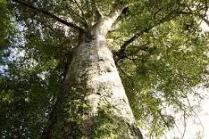 Kauri controversy overlooks property rights