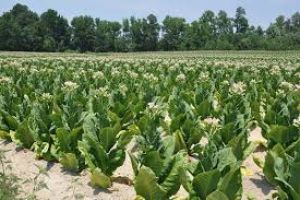 AMP Capital drops tobacco