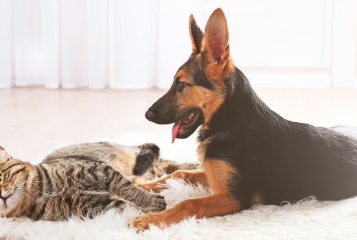 Opening rental doors to pets