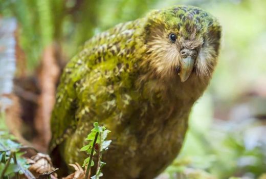 How not to become the Kākāpō of Financial Advice